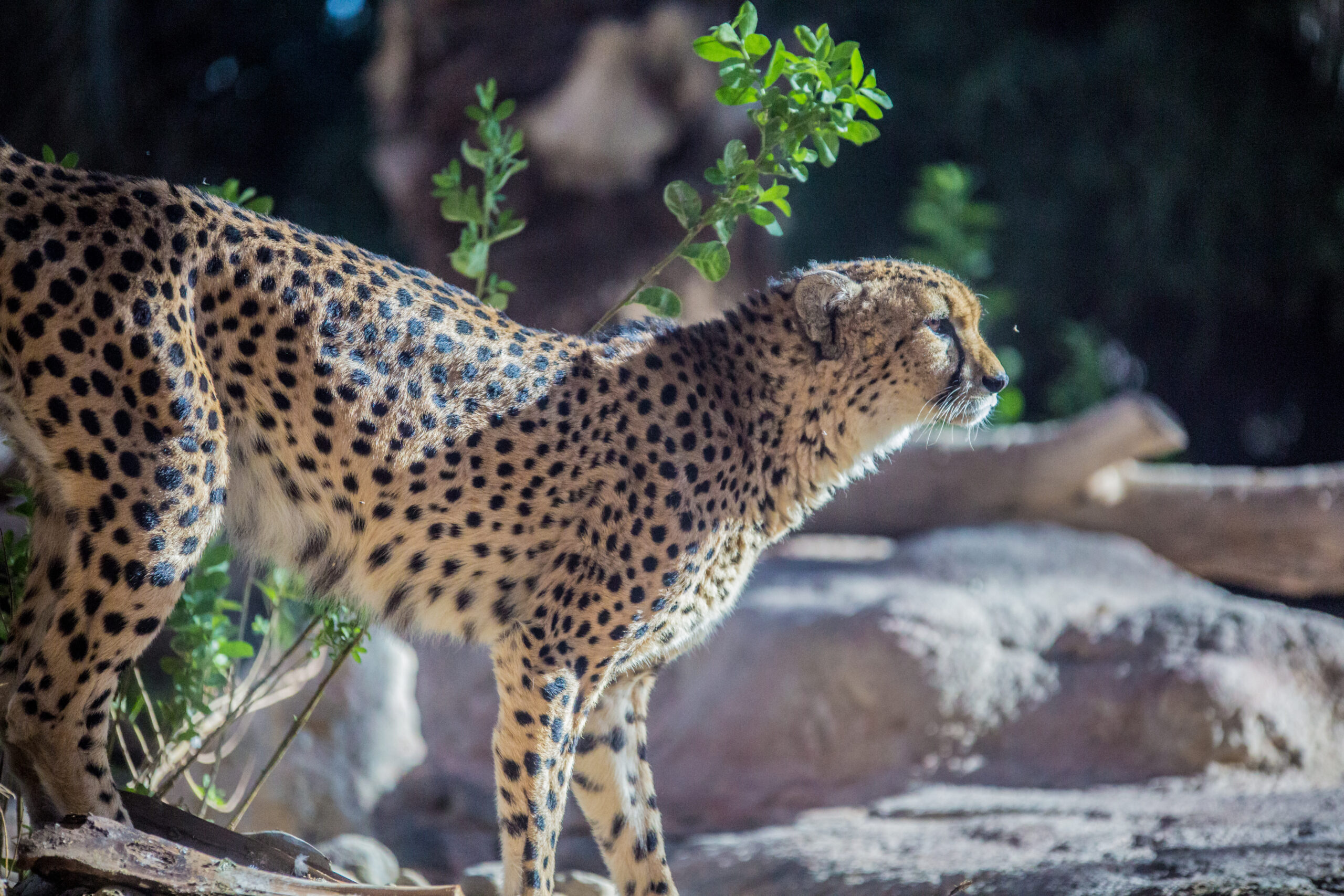 Arabia's Wildlife Center